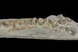 Plate Of Fossil Ichthyosaur Vertebrae - Germany #150174-3